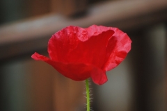image08