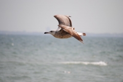 image18